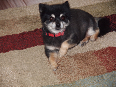 [A black and white Pomeranian with tan paws lies on the carpet with her head up looking at the camera. She wears a red collar.]